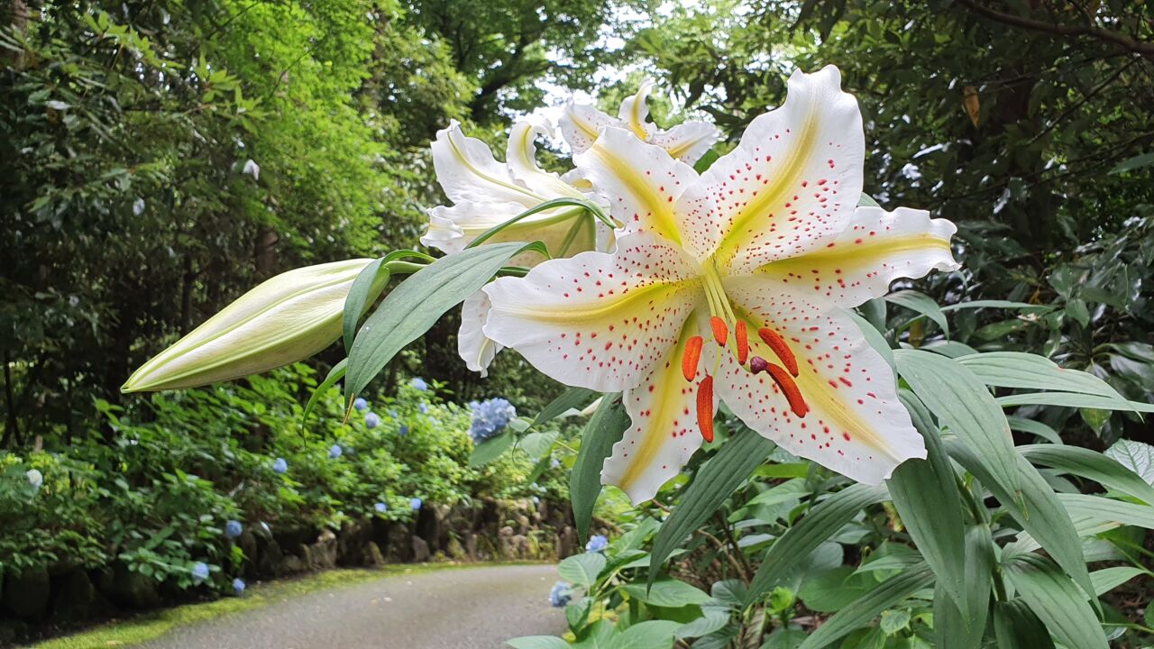 園内の花たち(7/14)現在の開花状況 #16
