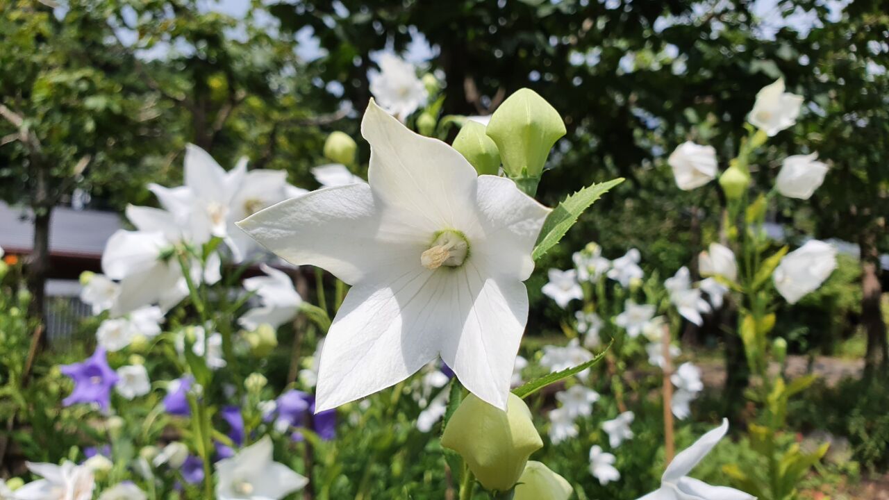 園内の花たち(7/21)現在の開花状況#17