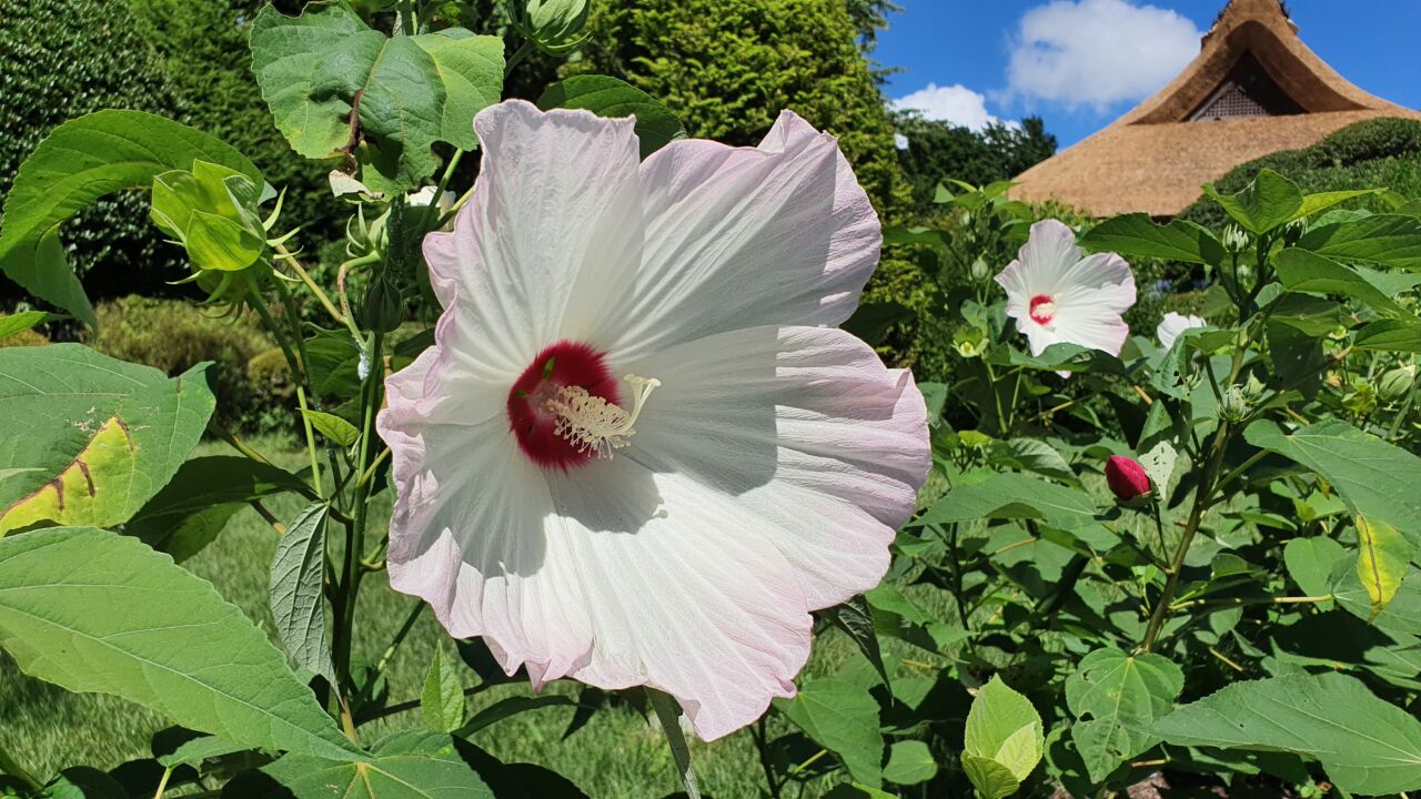 園内の花たち(7/28)現在の開花状況 #18