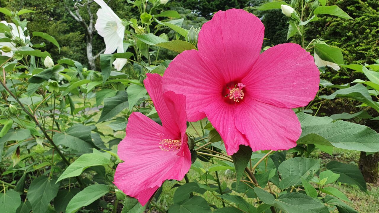 園内の花たち(8/6)現在の開花状況#19