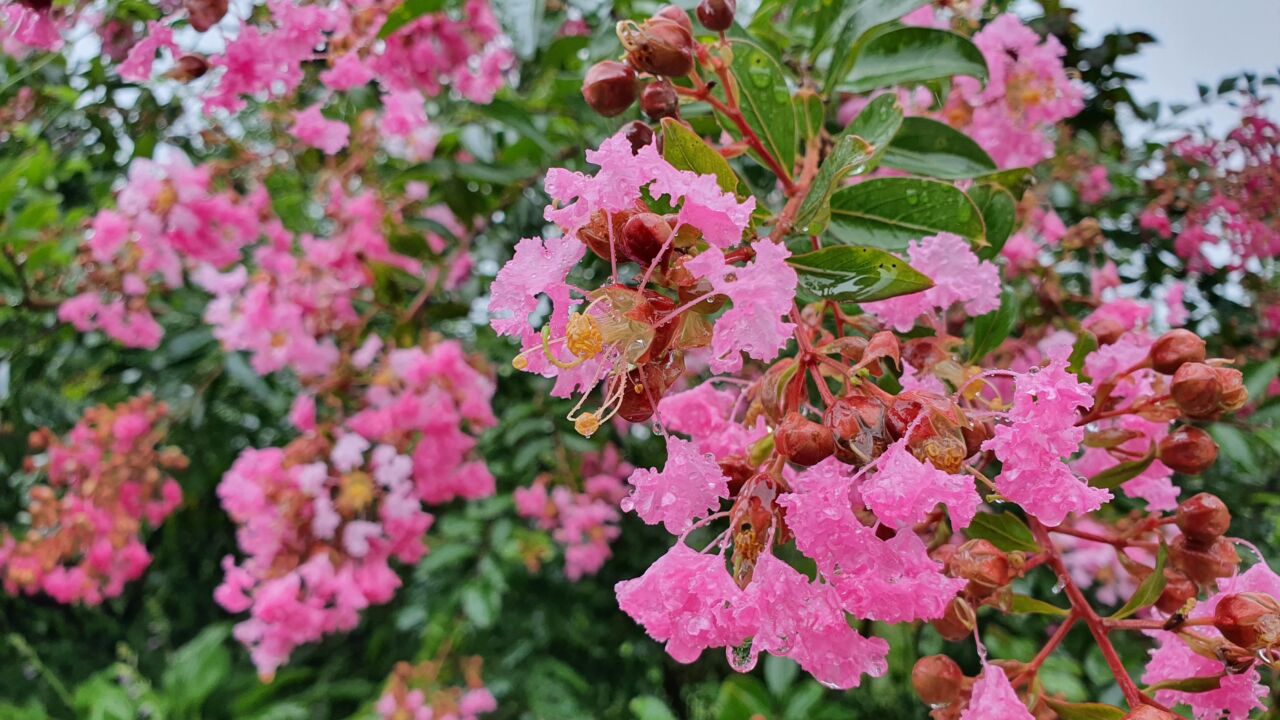 園内の花たち(8/13)現在の開花状況#20