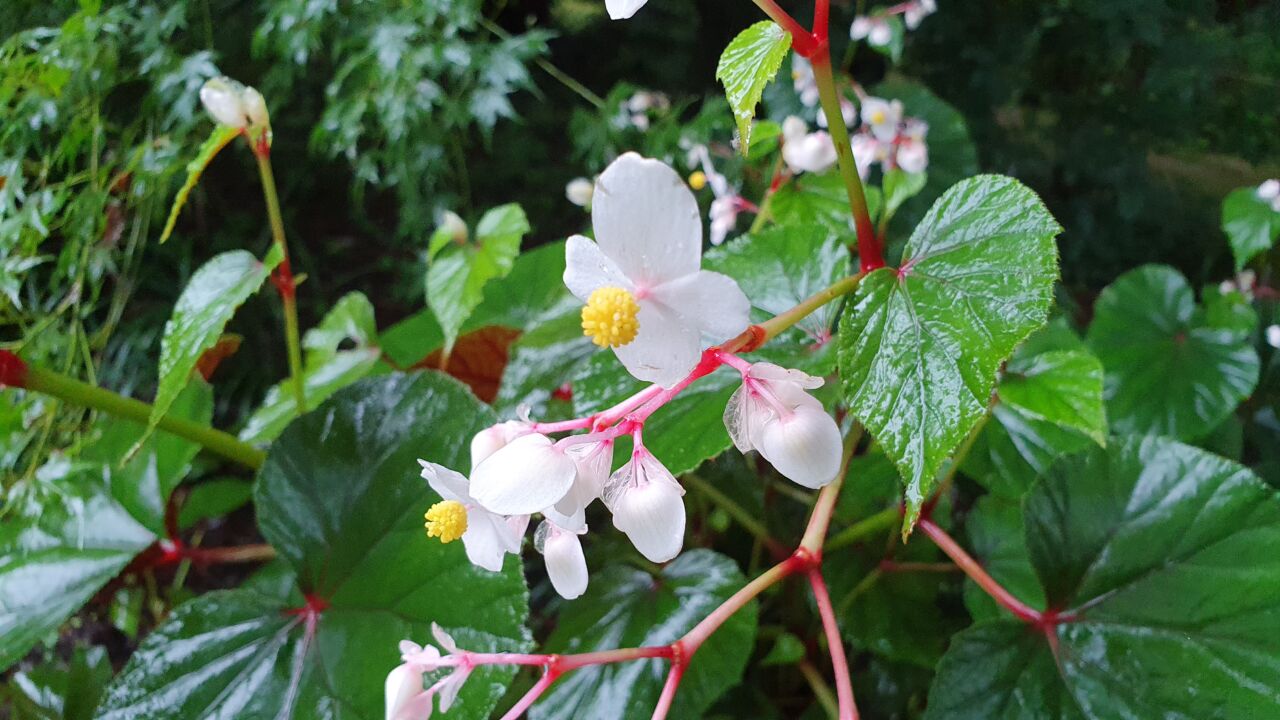 園内の花たち(9/2)現在の開花状況 #23