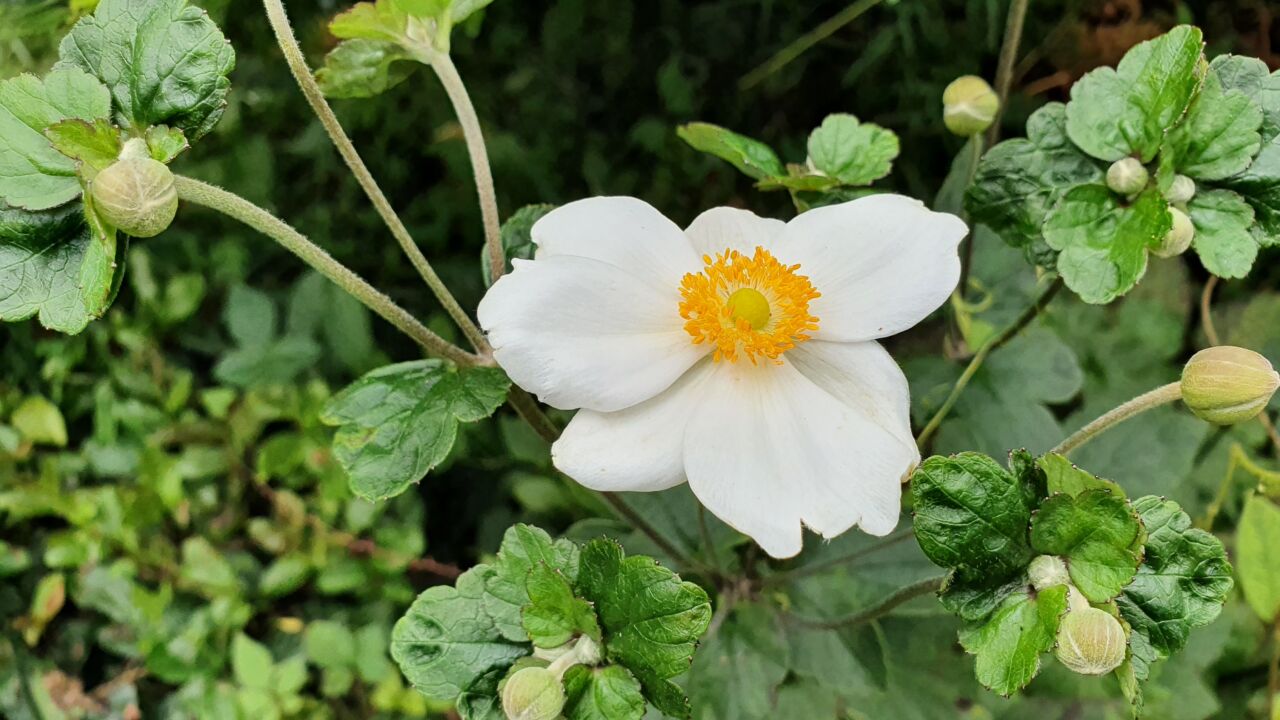 園内の花たち(9/7)現在の開花状況 #24
