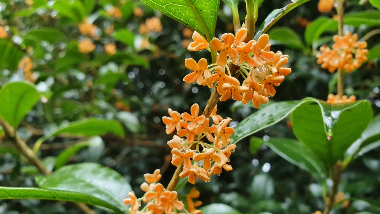 園内の花たち(10/5)現在の開花状況 #28