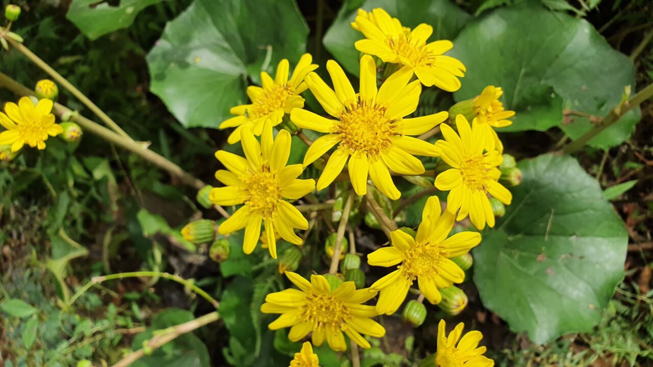 園内の花たち(10/15)現在の開花状況 #29