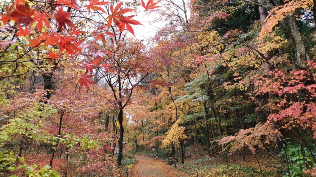 紅葉情報 11月29日