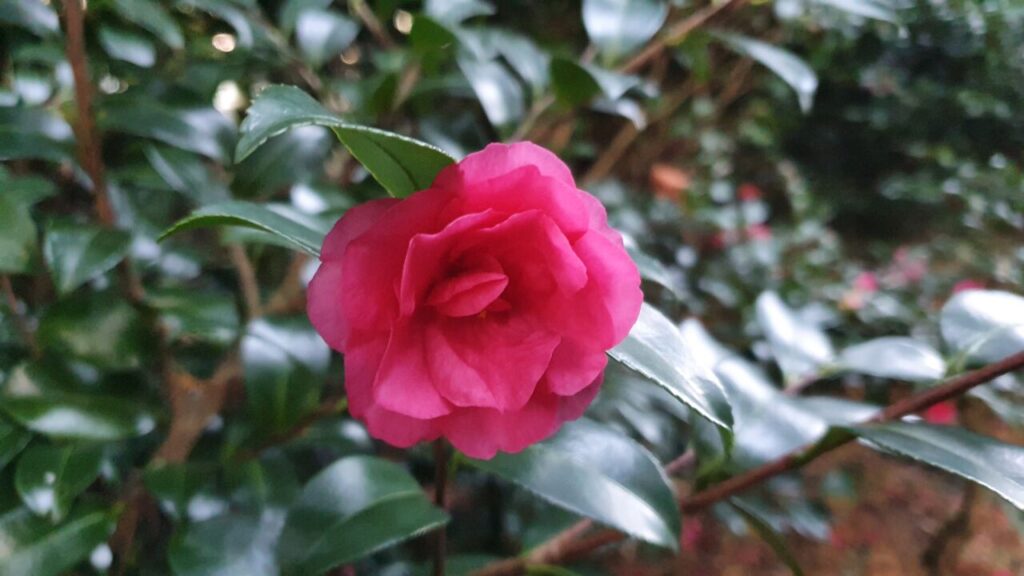 園内の花たち(12/16)現在の開花状況 #38