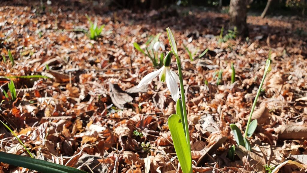 園内の植物(1/21)現在の開花状況 #43