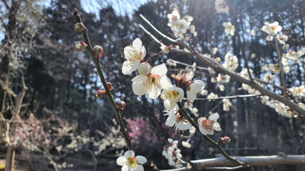 園内の花たち(3/10)現在の開花状況 #50