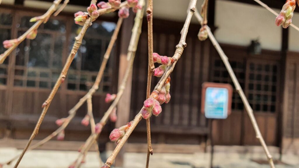 3月17日 桜開花状況