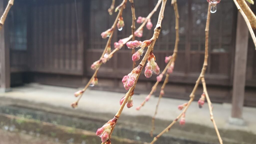 3月18日 桜の開花状況