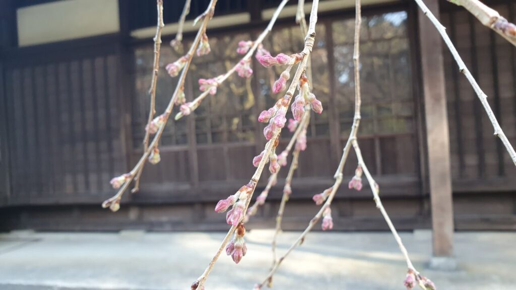 3月20日 桜の開花状況