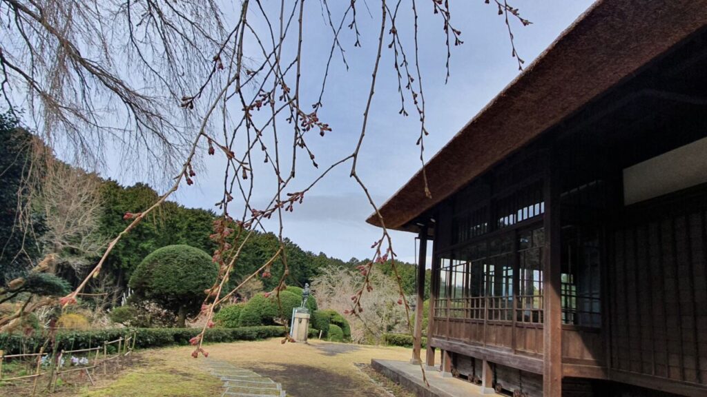 3月21日 桜の開花状況