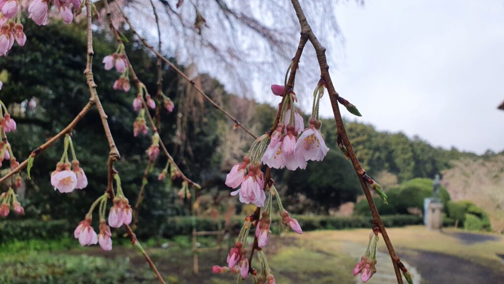 3月24日 桜の開花状況