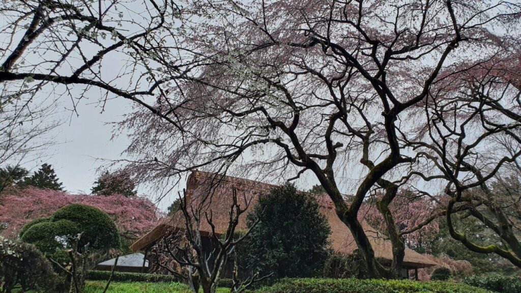 3月25日 桜の開花状況