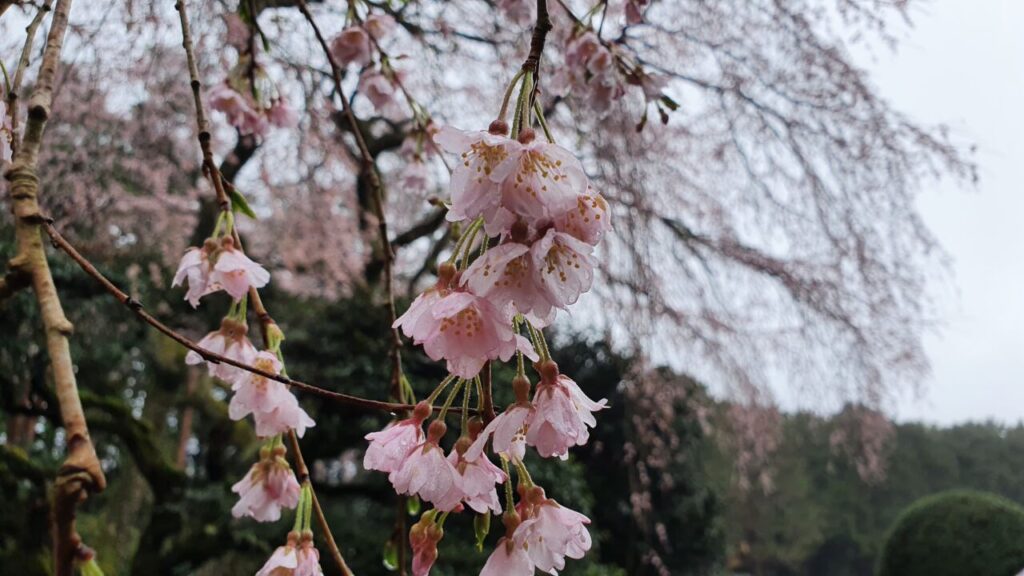 3月27日 桜開花状況