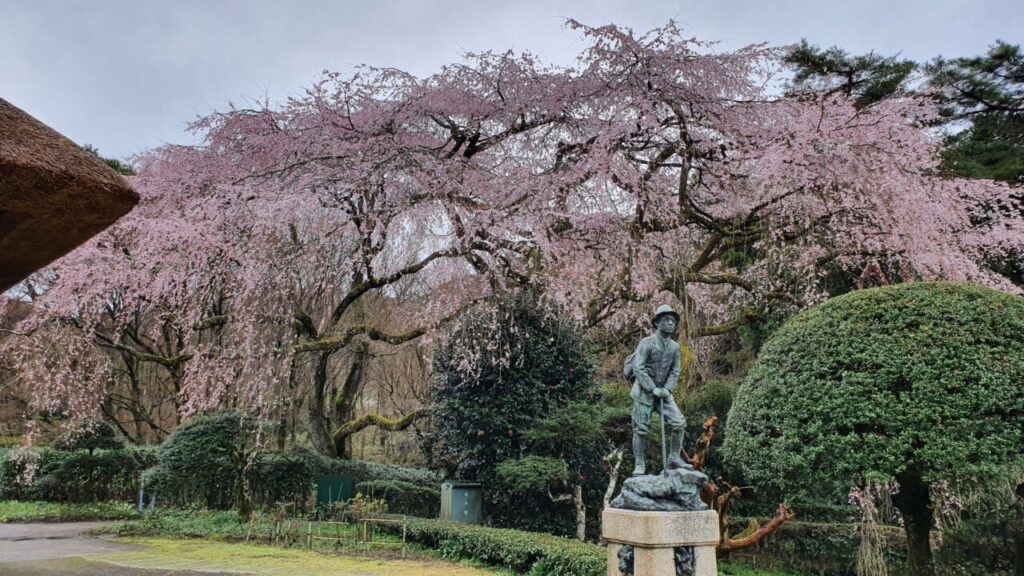 3月28日 桜の開花状況