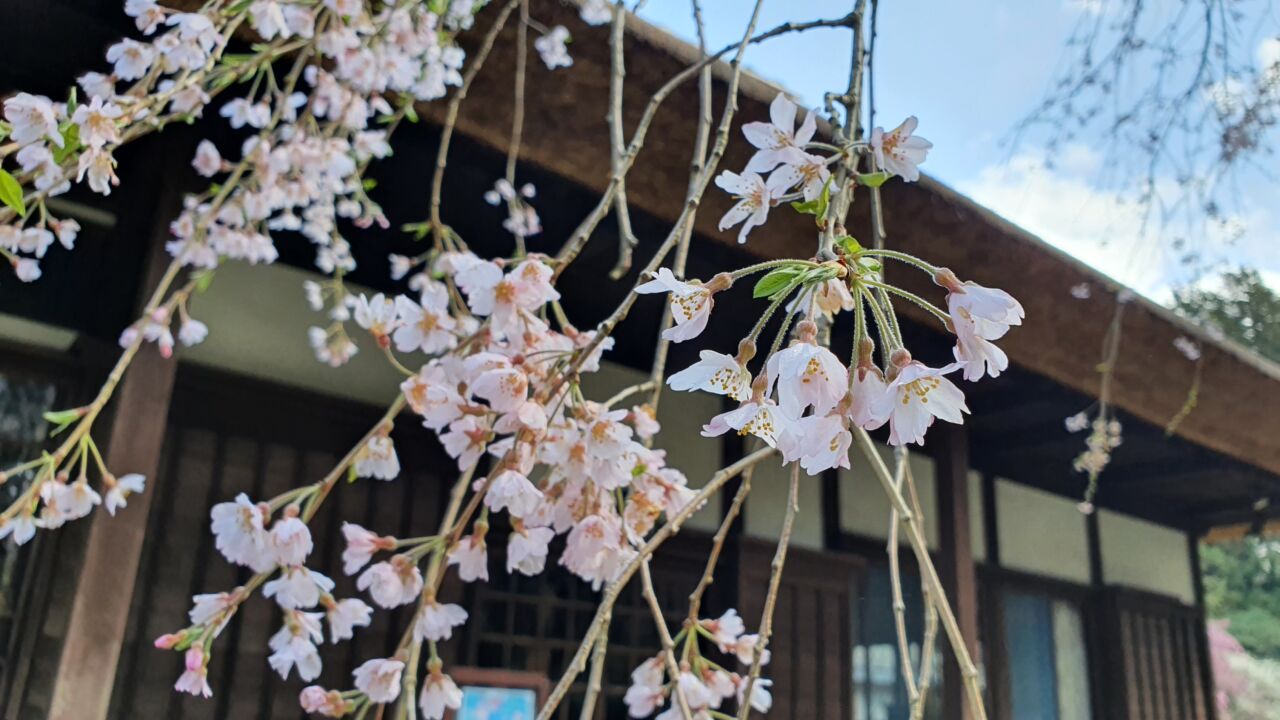 3月30日 桜の開花状況