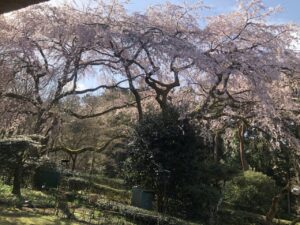 3月29日 桜の開花状況