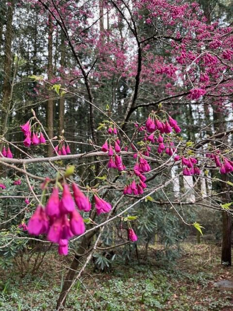 3/31さくら開花状況