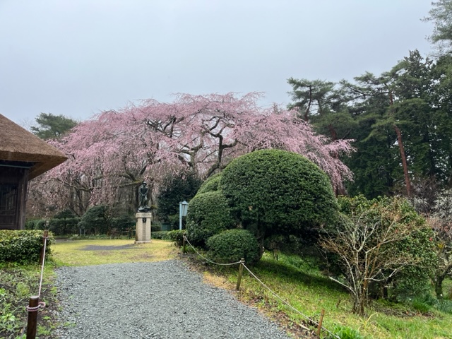 3月26日 桜の開花状況