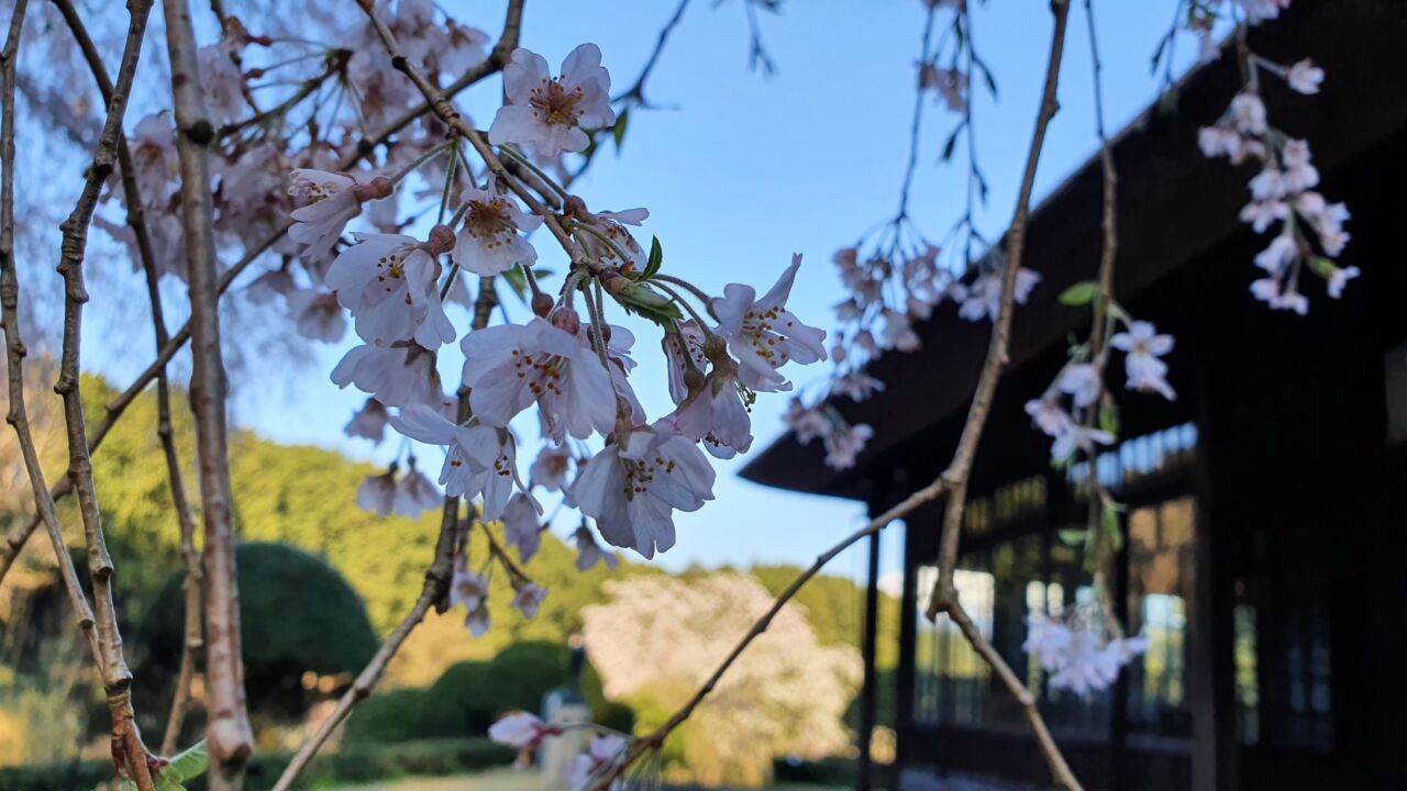 4月1日 桜の開花状況