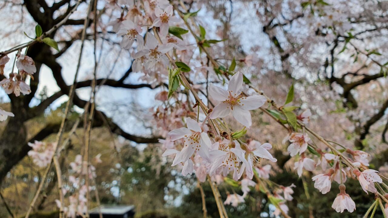4月2日 桜の開花状況