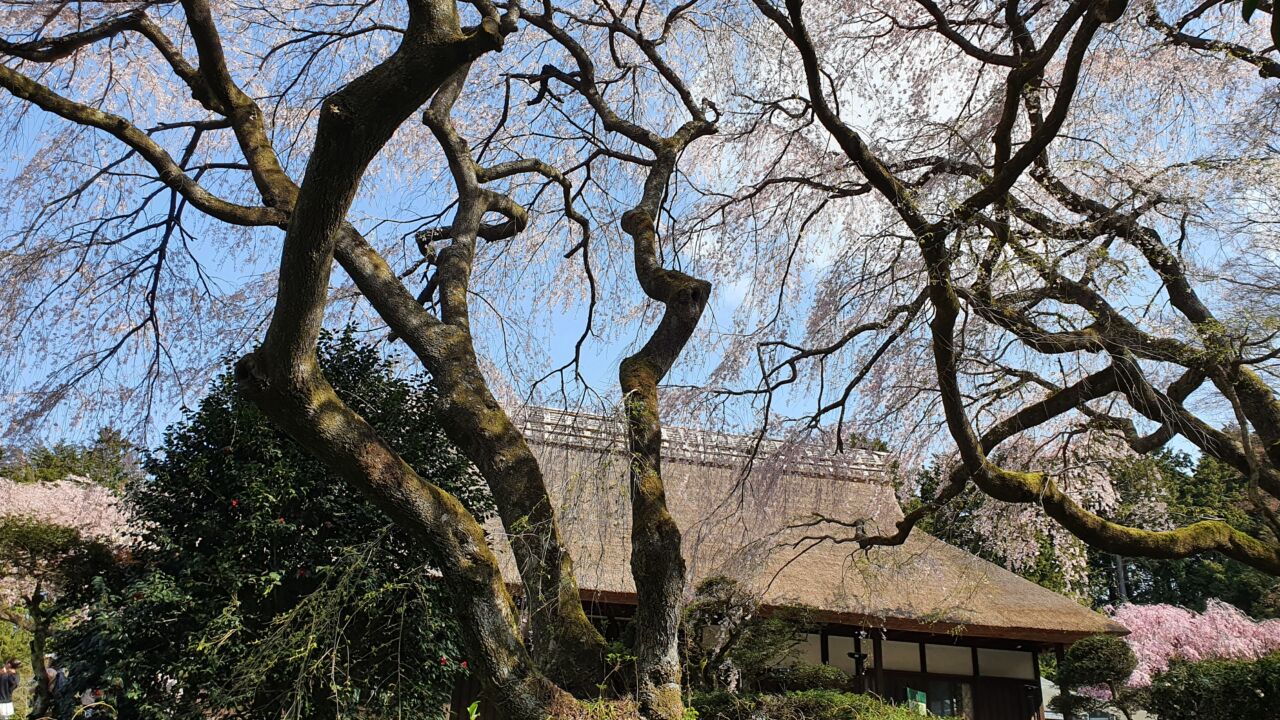 4月3日 桜の開花状況