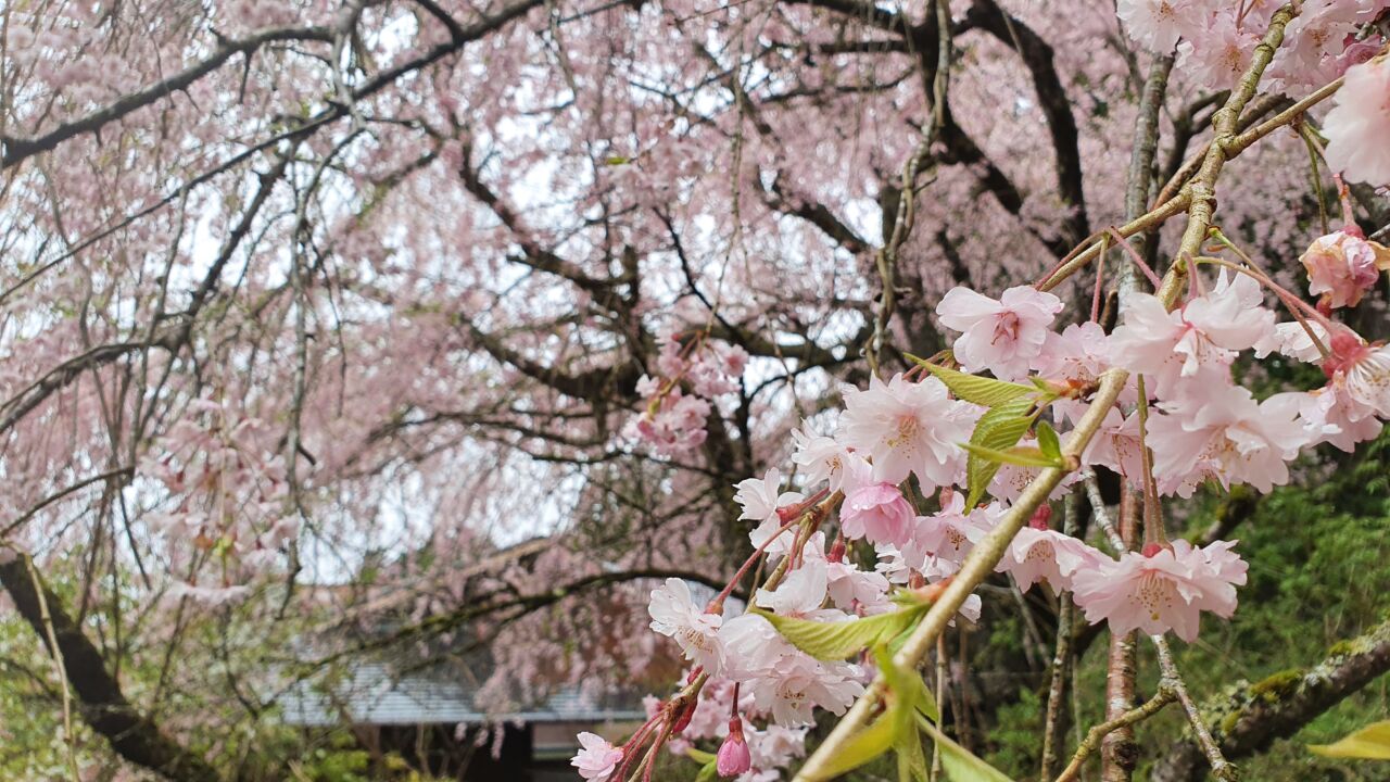 4月6日 桜の開花状況