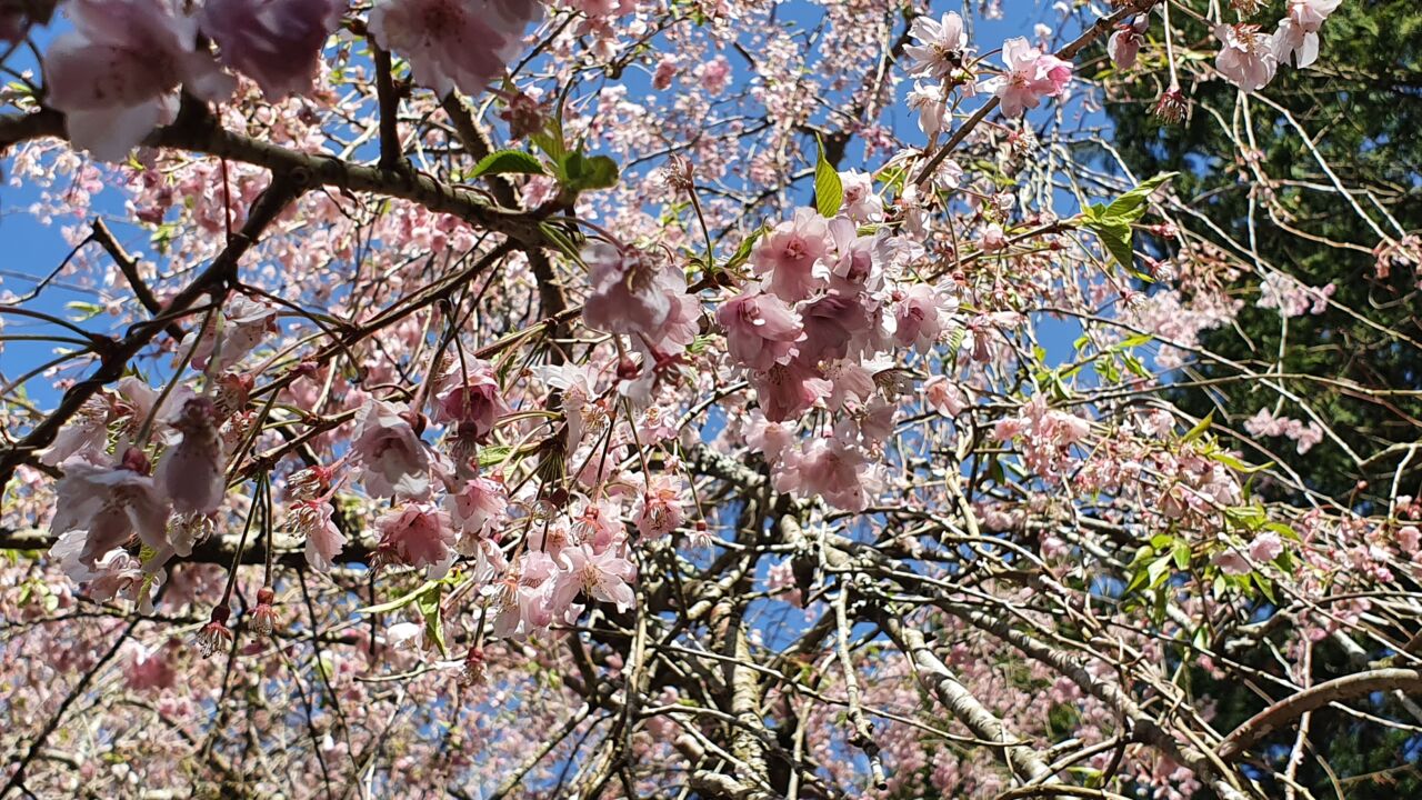 4月8日 桜の開花状況