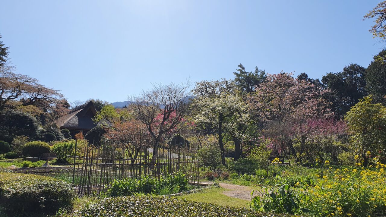 4月9日 桜の開花状況