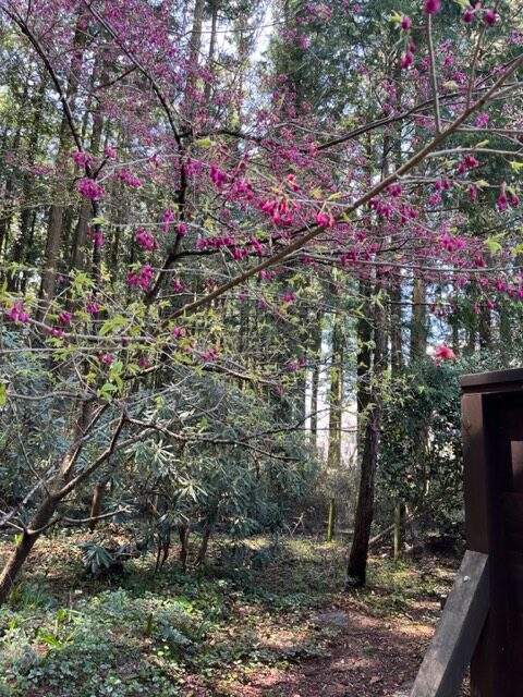 4月4日桜開花状況