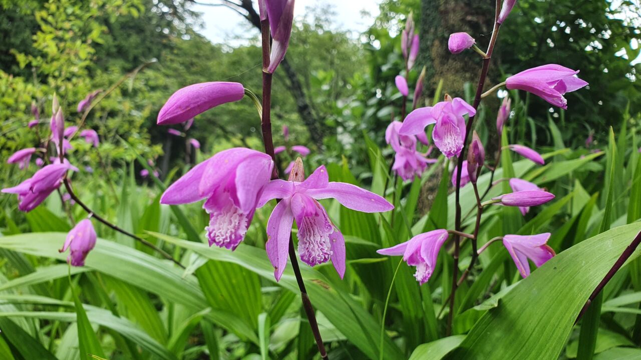 園内の花たち(5/11)現在の開花状況 #6