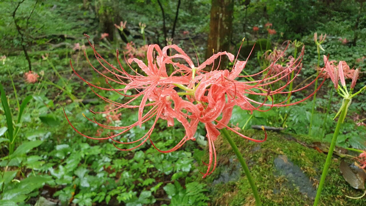園内の花たち(8/23)現在の開花状況 #21