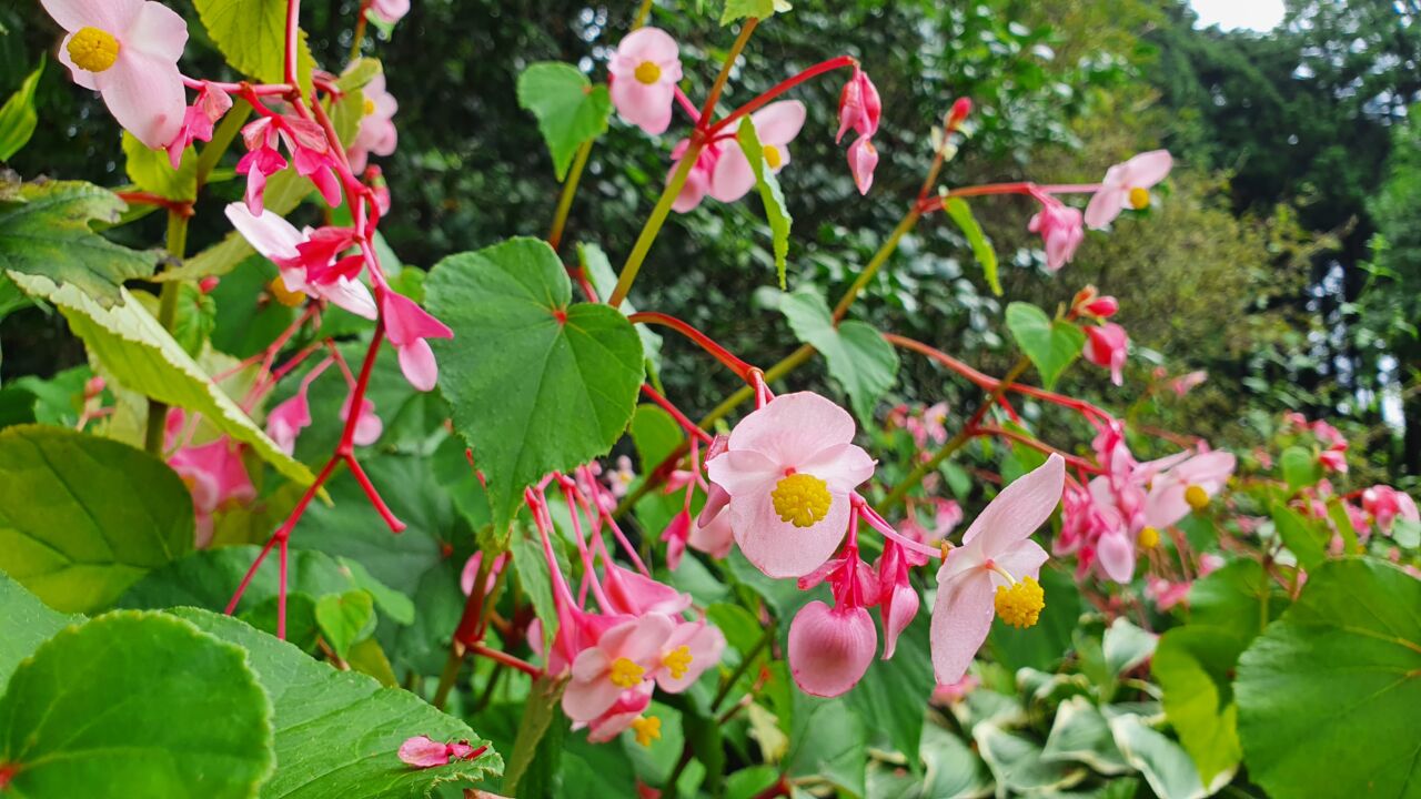園内の花たち(9/6)現在の開花状況#23