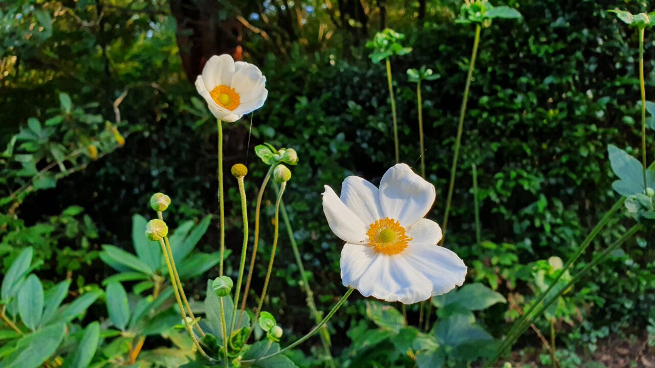 園内の花たち(9/16)現在の開花状況#24