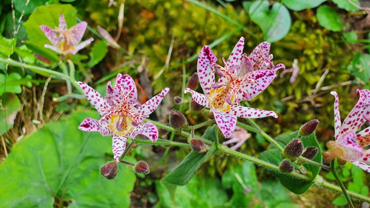 園内の花たち(10/14)現在の開花状況#28