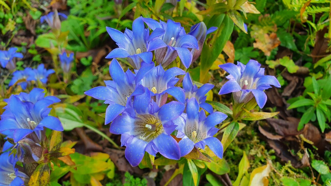 園内の花たち(11/2)現在の開花状況 #31