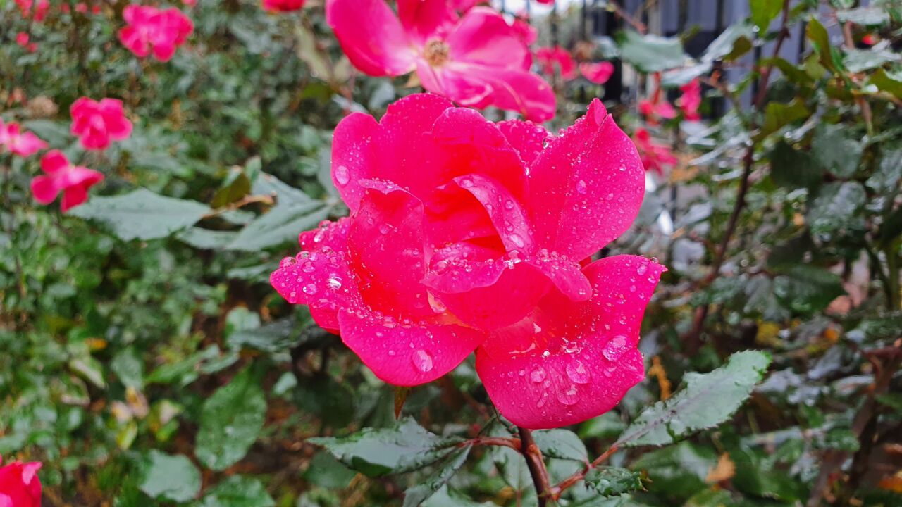 園内の花たち(11/10)現在の開花状況 #32