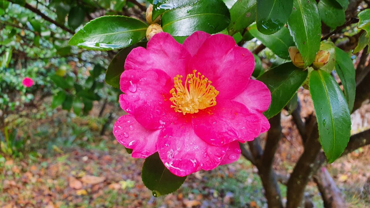 園内の花たち(12/12)現在の開花状況 #37