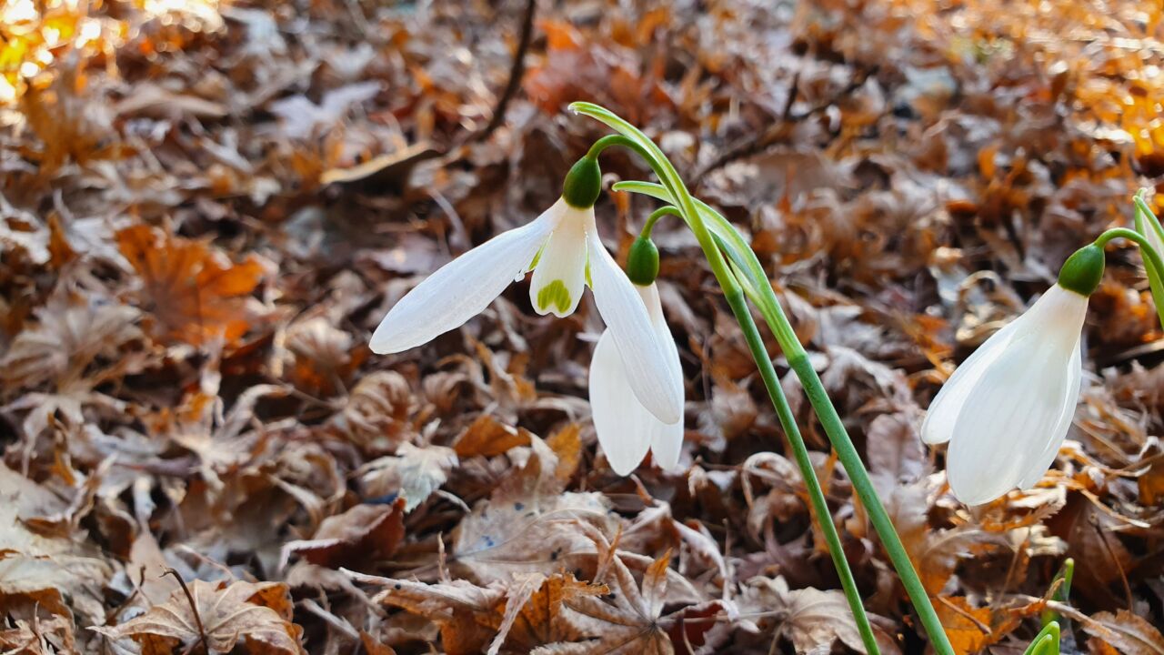園内の花たち(12/26)現在の開花状況 #39