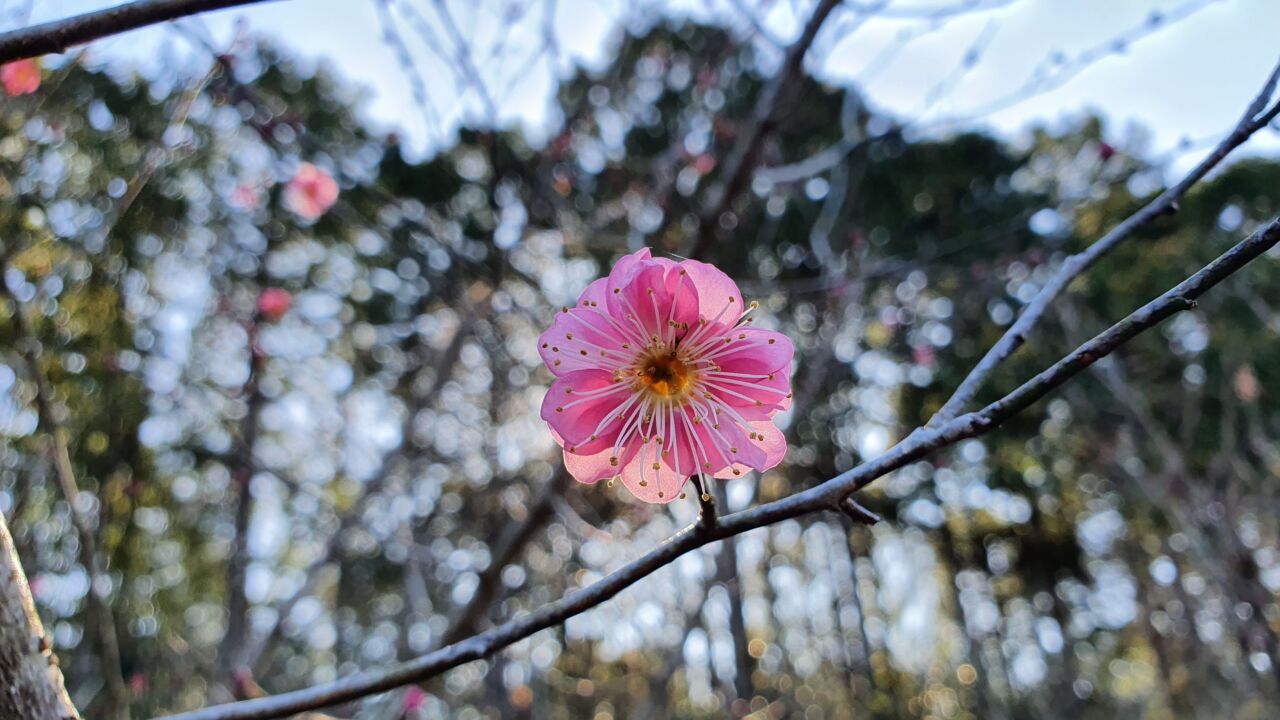 園内の花たち(1/5)現在の開花状況 #40
