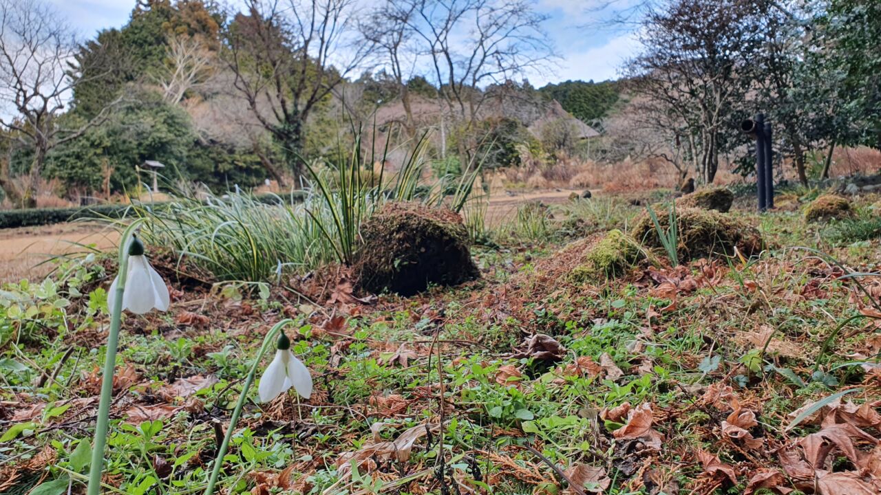 園内の花たち(1/10)現在の開花状況 #41