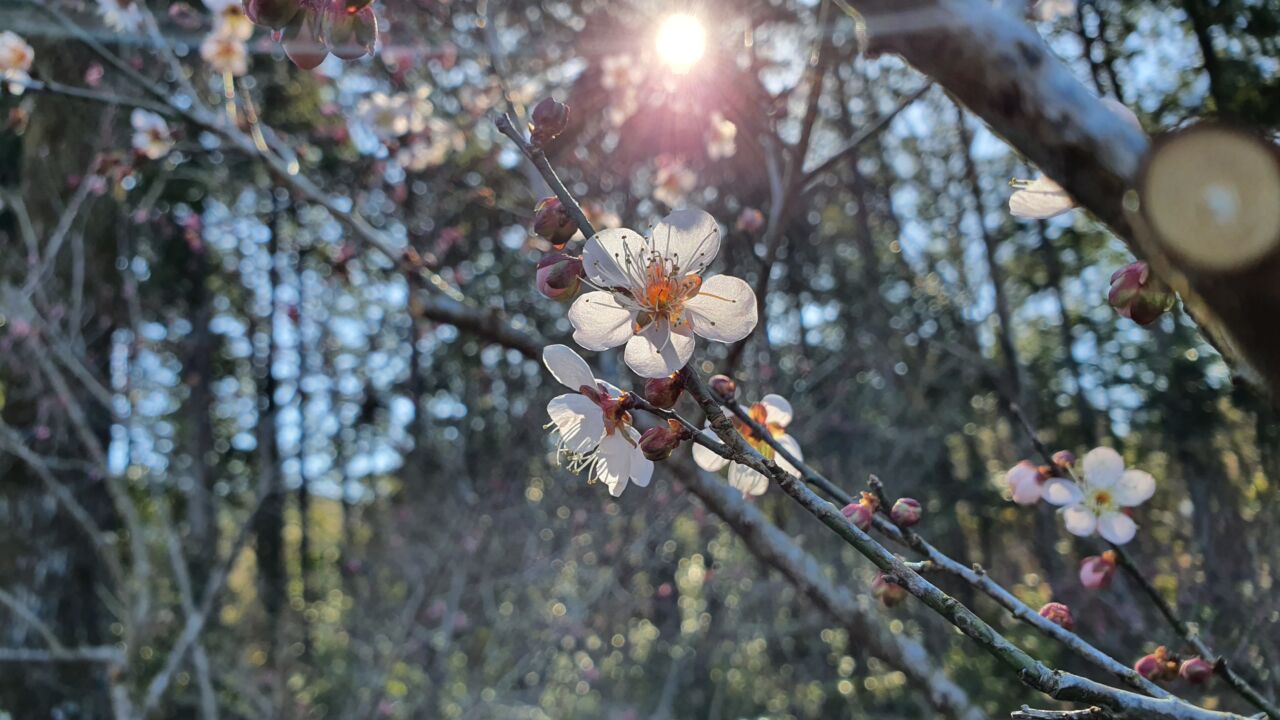 園内の花たち(1/17)現在の開花状況 #42