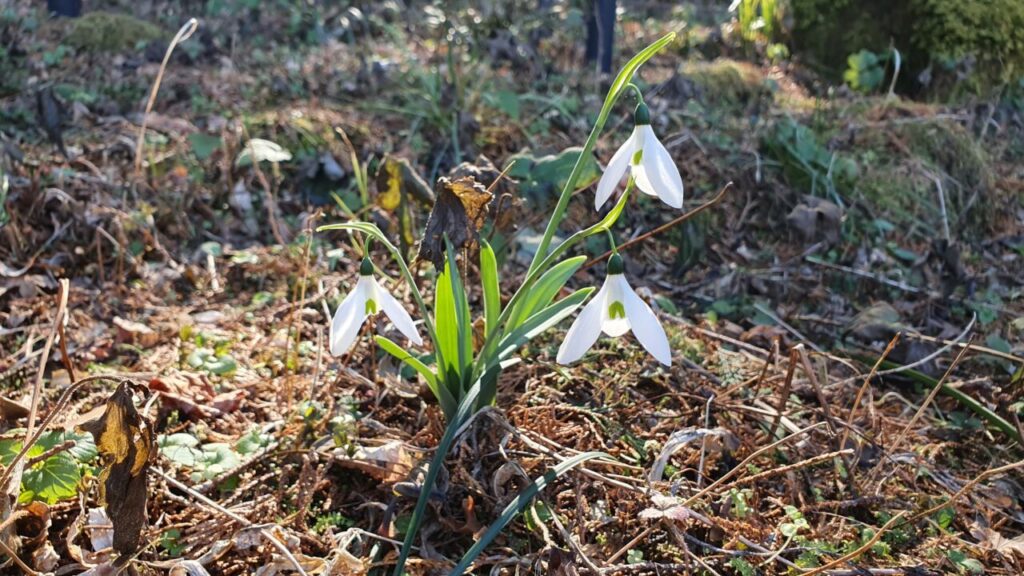 園内の花たち(1/31)現在の開花状況 #44