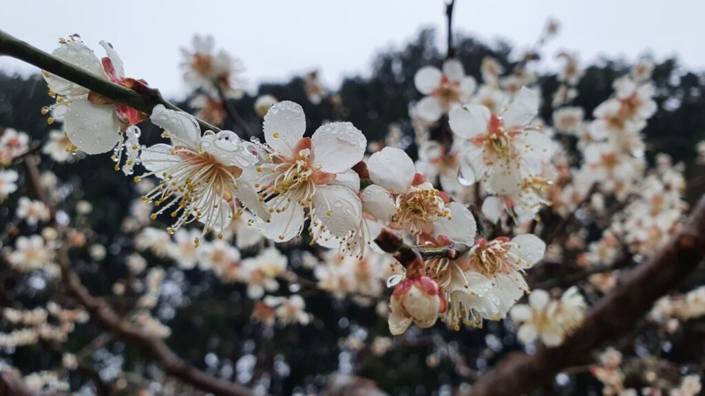 園内の花たち(2/21)現在の開花状況 #47