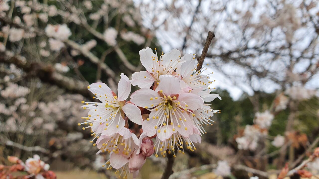 3月19日 桜の開花状況