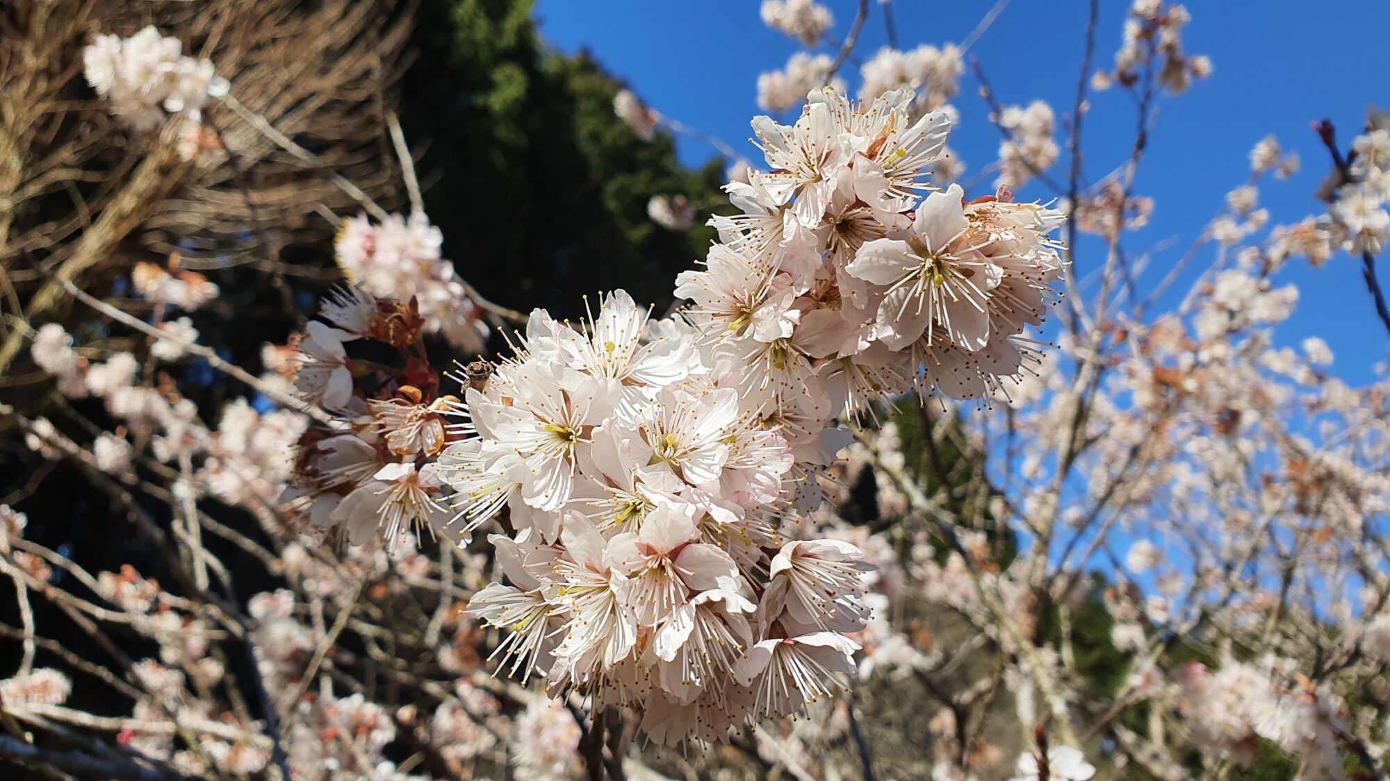 3月21日 桜の開花状況