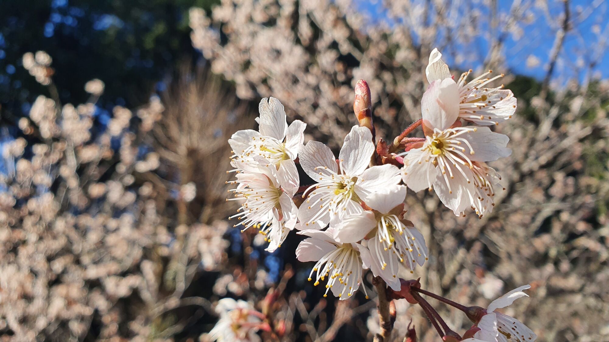3月22日 桜の開花状況