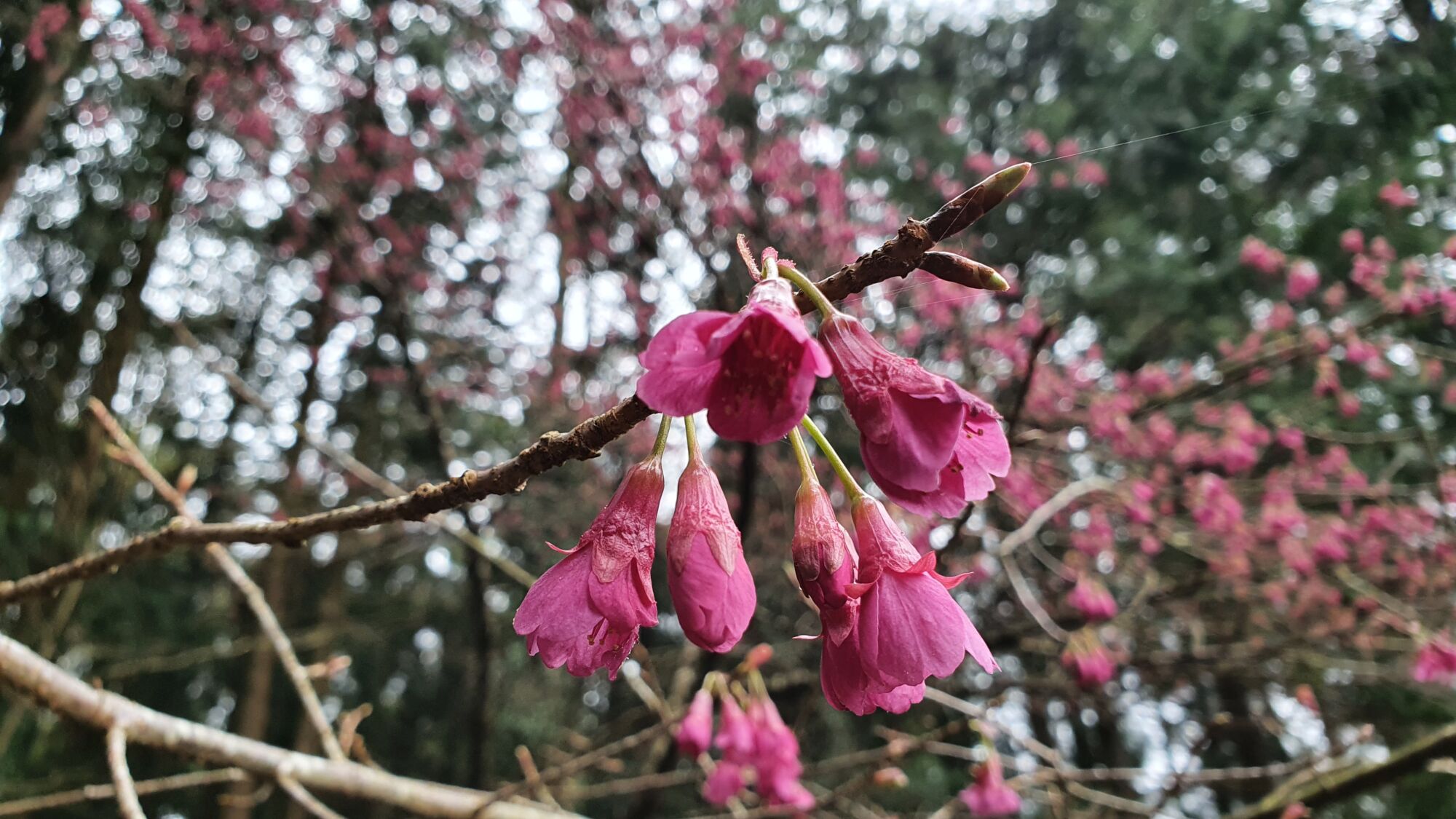 3月23日 桜の開花状況